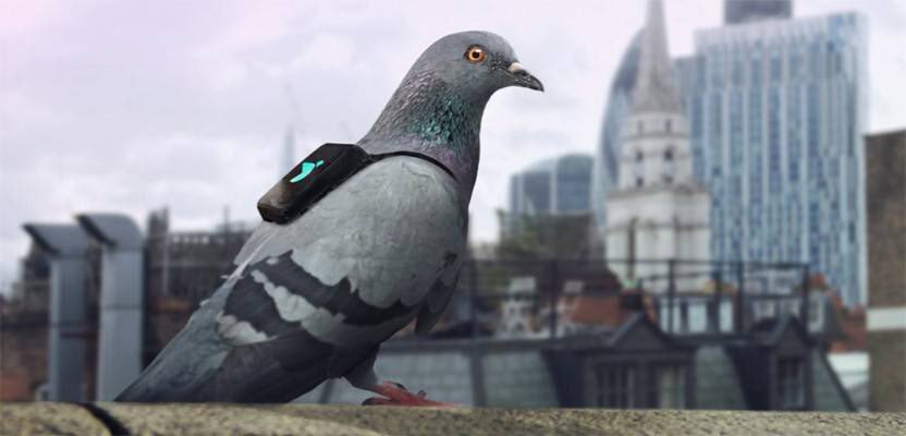 A Plume pigeon tests the device.