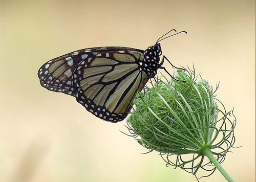 A monarch butterfly on Queen Anne's Lace, at Mass Audubon Long Pasture Wildlife Sanctuary, Barnstable, MA (© Gary Blau).