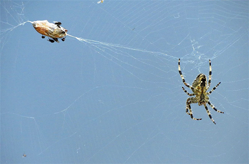Tiny flies surround wrapped prey caught in the web of the ever present garden spider (© Gary Blau).