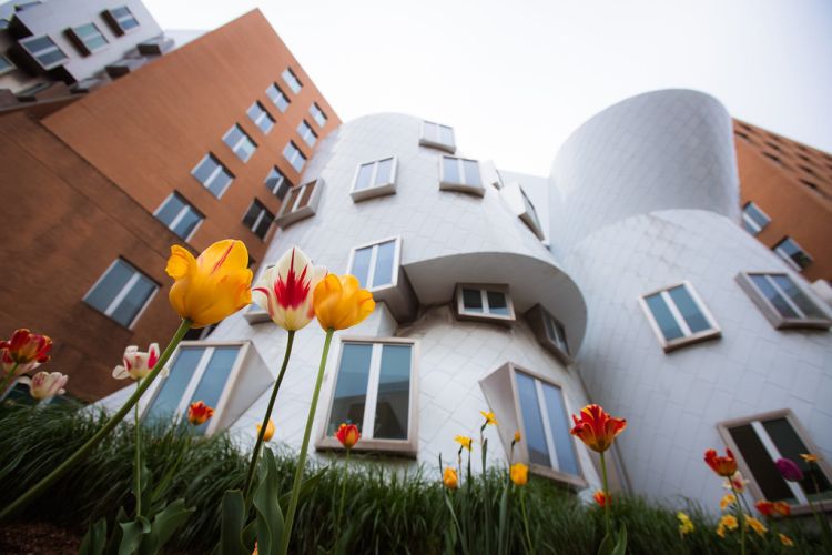 A segment of the Stata Center seen from below. Tulips are visible in the foreground.