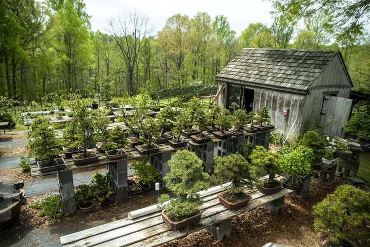Tables filled with bonsai trees with a shed behind them and woods in the background
