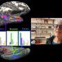 Nancy Kanwisher is shown from the shoulders up in an office setting. Her photo is inset on a slide showing two gray depictions of brains. Each brain is colored in spots and an overlay shows three bar charts labeled “Bodies,” “Scenes,” and “Faces.” Arrows point from each chart to a brain part.