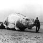 Black and white photo of man walking beside an enormous papier-mâché beaver made for MIT’s move from Boston to Cambridge in 1916