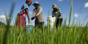 Farmers apply fertilizer to a field in Kenya.
