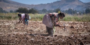 Female laborers in a field in Peru 