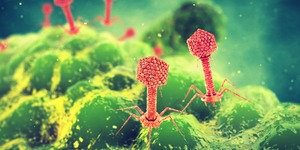Illustration: bacteriophages attacking bacteria