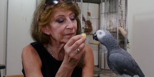 Irene Pepperberg holds a yellow pompom in front of a large gray parrot. Pepperberg has sunglasses perched on her head and is wearing an MIT class ring. A large birdcage is in the background.