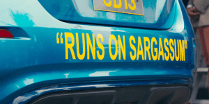 A photo of a blue car's bumper with the words "runs on sargassum" on it 