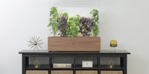 Lush green plants fill a terrarium with a wooden base. The terrarium is on a dark credenza, which also holds several small decorative objects, including a clock and a book.