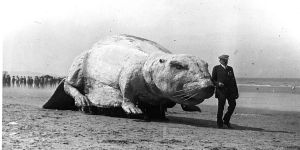 Black and white photo of man walking beside an enormous papier-mâché beaver made for MIT’s move from Boston to Cambridge in 1916
