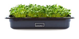 hamama radish microgreens