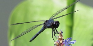 Libellula incesta—the slaty skimmer, a dragonfly of the skimmer family, native to eastern United States (© Gary Blau).