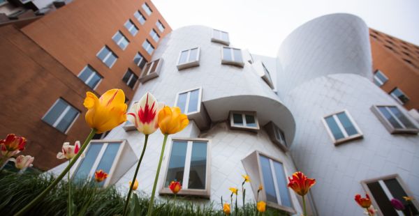 A segment of the Stata Center seen from below. Tulips are visible in the foreground.