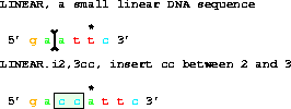 The DNA sequence 5' gaattc 3' changed to 5' gaccttc 3'