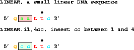 The DNA sequence 5' gaattc 3' changed to 5' gccttc 3'