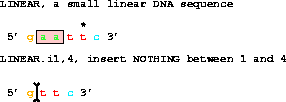The DNA sequence 5' gaattc 3' changed to 5' gttc 3'