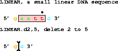 The DNA sequence 5' gaattc 3' changed to 5' gc 3'