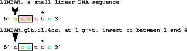 The DNA sequence 5' gaattc 3' changed to 5' tccttc 3' in
two steps.
