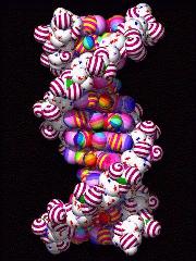 About 12 base pairs of a vertical right handed DNA
molecule in an image by Paul Theissan.  The molecule
phosphates have red spiral stripes, the molecule base atoms
have a variety of rainbow colors.  The effect is that the
DNA looks like very tasty candy.