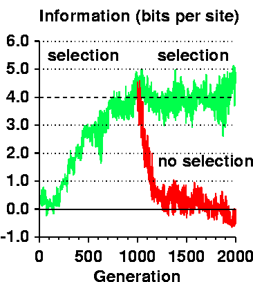 Figure 2 of the paper Evolution of Biological
Information showing information (bits per site) ranging
from -1.0 to 6.0 bits versus Generation running from0 to
2000.  A dashed line at 4.0 bits is Rfrequency.  The
evolution of the binding sites is shown by a green curve
that starts near zero bits and evolves to around 4.0 bits
by 1000 generations and then oscillates there around 4
bits.  Selection covers this entire range.  A second red
curve starts again at 1000 without selection.  The red
curve decays exponenentially to near zero bits.