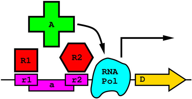Molecular computer circuit diagram for a NOR gate made
from one repressor protein blocking two different activator
proteins.