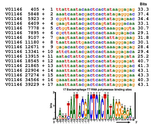 alignment of all 17 bacteriphage T7 promoters
above a sequence logo of them
