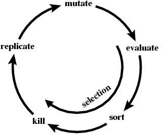 The cycle of evolution as done in the Ev program.  A
circle of arrows between mutate, evaluate, sort, kill,
replicate and back to mutate.  An arrow running from
evaluate to sort to kill is inside and labeled 'selection'.